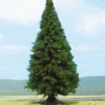 1 sapin HEKI-2341 de 25cm de hauteur