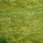 Tapis herbes sauvages HEKI-1841