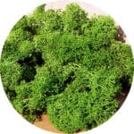 Lichen vert clair HEKI-3219