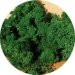 Lichen vert foncé HEKI-3220