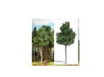 BUSCH-3799 Arbre feuillu Erable de 170mm HO