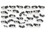 PREISER-14408 Vaches noires et blanches - 30 figurines HO