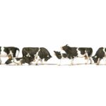 Vaches holstein noires et blanches PREISER-10145
